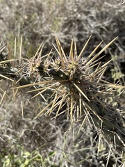 Cylindropuntia molesta