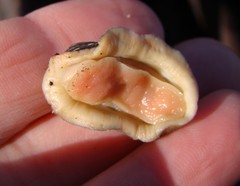 Onithochiton neglectus