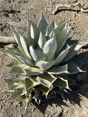 Agave vizcainoensis