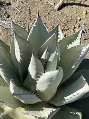 Agave vizcainoensis