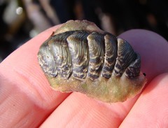 Onithochiton neglectus
