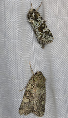 Lacinipolia strigicollis