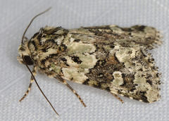 Lacinipolia strigicollis