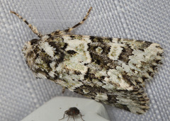 Lacinipolia strigicollis