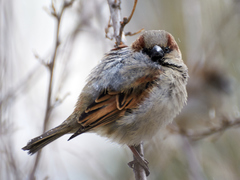 Passer domesticus