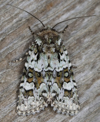 Lacinipolia strigicollis