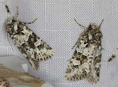 Lacinipolia strigicollis