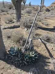 Agave vizcainoensis