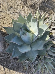 Agave vizcainoensis