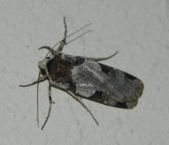 Mentaxya ignicollis