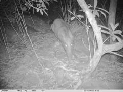 Sus scrofa