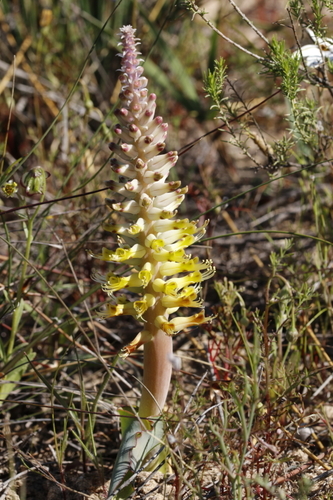 Lachenalia ventricosa