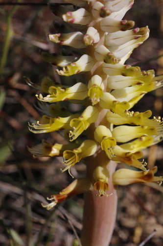 Lachenalia ventricosa
