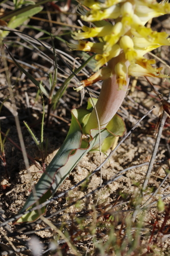 Image of Lachenalia ventricosa by (c) Karen Eichholz, some rights reserved (CC BY)