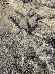 Cylindropuntia molesta