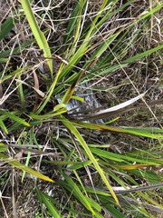 Dianella brevipedunculata