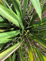Dianella brevipedunculata