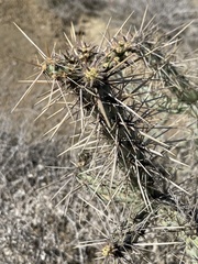 Cylindropuntia molesta