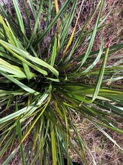 Dianella brevipedunculata