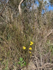Hibbertia prostrata
