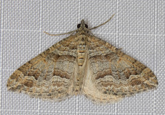 Perizoma custodiata
