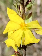 Hibbertia prostrata