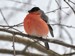 Pyrrhula pyrrhula