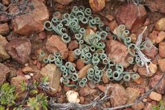 Albuca concordiana