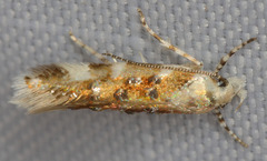 Stagmatophora iridella