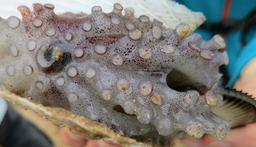 Argonauta argo