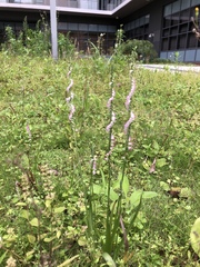 Spiranthes sinensis