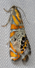 Thaumatographa regalis