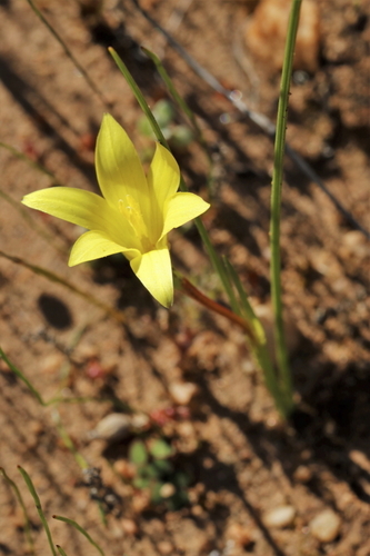 Image of Romulea montana by (c) Karen Eichholz, some rights reserved (CC BY)