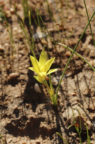 Romulea montana