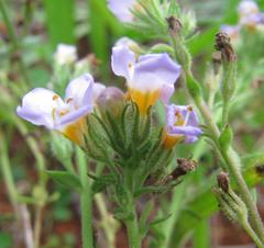 Chaenostoma campanulatum