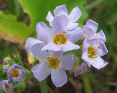 Chaenostoma campanulatum