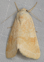 Trichocosmia inornata