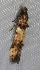 Walshia miscecolorella