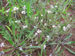 Chaenostoma campanulatum