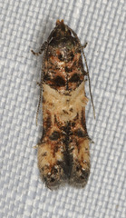 Walshia miscecolorella