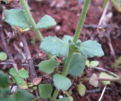 Chaenostoma campanulatum