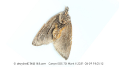 Scopelodes contracta