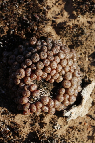 Conophytum minusculum