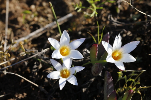 Romulea toximontana
