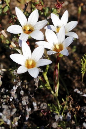 Romulea toximontana