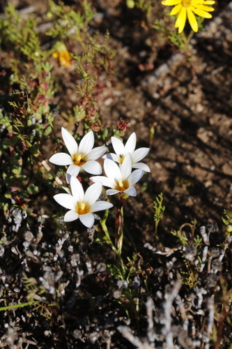 Romulea toximontana