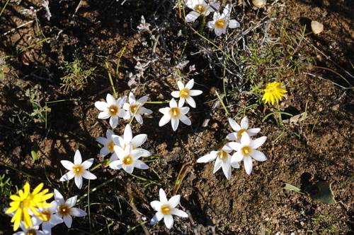 Image of Romulea toximontana by (c) Karen Eichholz, some rights reserved (CC BY)