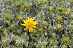 Berkheya cuneata
