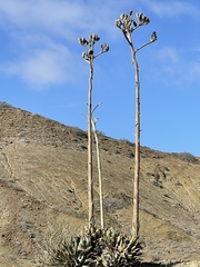 Agave vizcainoensis