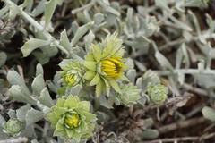 Berkheya cuneata